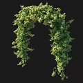 Vine Forming Arch With Lush Green Foliage And Close Up Details