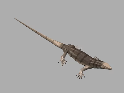 Reptile Lizard With Long Tail And Striped Body 3d model