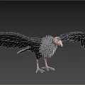 Majestic Flying Vulture with Spread Wings Black Feathers White Wingtips and Orange Head