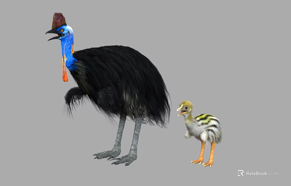 Adult Cassowary With Blue Head And Red Wattle Standing Next To Striped Chick 3d model 