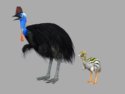 Adult Cassowary With Blue Head And Red Wattle Standing Next To Striped Chick 3d model
