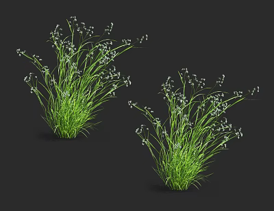Two Clumps of Green Grass with White Small Flowers on Black Background 3d model