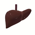 Realistic 3D Liver Organ Model With Smooth Brown Surface And Connected Stem Structure 3d model