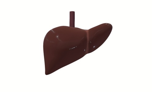 liver internal organs anatomy of human organs 3d model