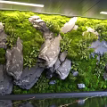 Interior Vertical Green Wall Design With Moss Rocks And Lush Plants 3d model