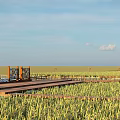 Rural Landscape With Green Rice Field And Wooden Observation Platform Under Blue Sky
