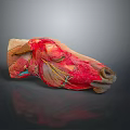 Medical Device Anatomical Head Model With Detailed Muscle And Vessel Structures For Educational Teaching