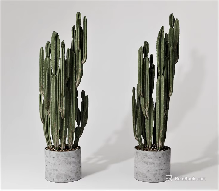 Two Potted Cactus Plants In Gray Concrete Pots With White Background 3d model 