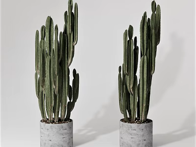 Two Potted Cactus Plants In Gray Concrete Pots With White Background 3d model