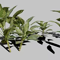 Gold Vein Justicia Perennial Evergreen Foliage Plant With Green Leaves And Gold Veins