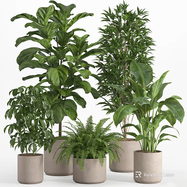 Lush Indoor Potted Plants With Monstera Fern And Areca Palm In Concrete Pots 3d model 