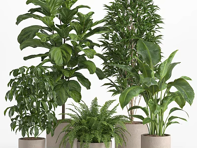 Lush Indoor Potted Plants With Monstera Fern And Areca Palm In Concrete Pots 3d model