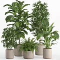 Lush Indoor Potted Plants With Monstera Fern And Areca Palm In Concrete Pots