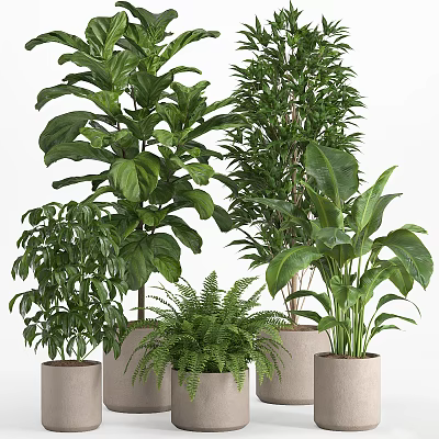 Lush Indoor Potted Plants With Monstera Fern And Areca Palm In Concrete Pots 3d model