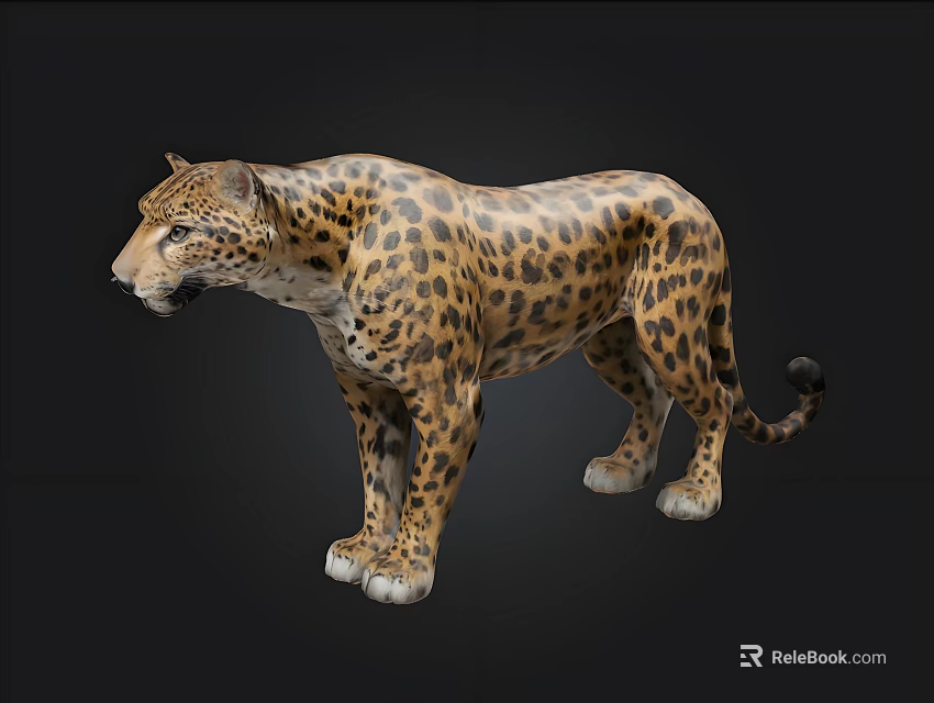 Realistic 3D Leopard Model With Spotted Fur Standing On Black Background 3d model