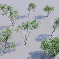 Various Arbor Trees Featuring Green Foliage and Diverse Branch Structures in 3D Render 3d model