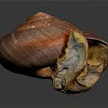 Shiny Reddish Brown Shell Snail With Yellow Body On Dark Background