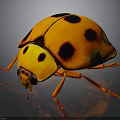 Orange Black Spotted Ladybug Detailed Close Up View With Shiny Exoskeleton