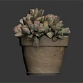 Healthy Succulent Plant With Pink And Green Fleshy Leaves In Terracotta Pot
