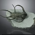 Trilobite Fossil Ancient Marine Creature Preserved in Stone Matrix with Spiny Appendages