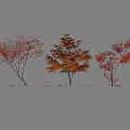 Three Graceful Arbor Trees With Red Autumn Leaves And Falling Foliage