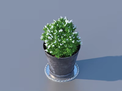 Bonsai Potted Plant With Green Foliage And White Flowers In Dark Pot On Silver Tray 3d model