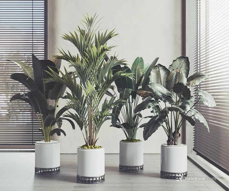 Various Large Potted Plants In White Pots With Black Bases Near Window Blinds Gray Walls 3d model 