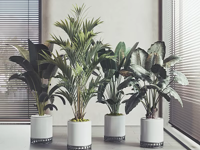 Various Large Potted Plants In White Pots With Black Bases Near Window Blinds Gray Walls 3d model