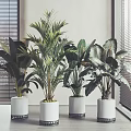 Various Large Potted Plants In White Pots With Black Bases Near Window Blinds Gray Walls
