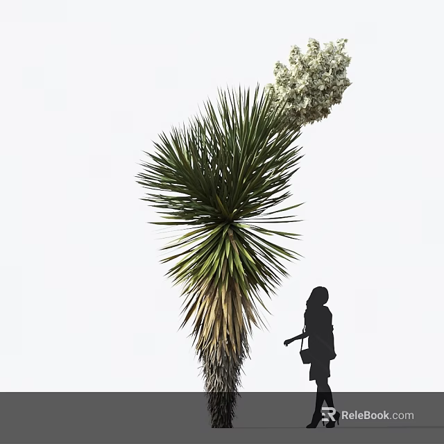 Large Yucca Plant With Tall White Flower Cluster And Person Silhouette Nearby 3d model 