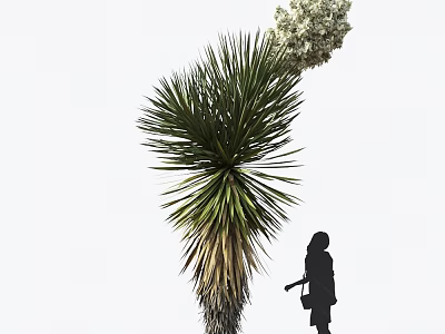 Large Yucca Plant With Tall White Flower Cluster And Person Silhouette Nearby 3d model