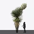 Large Yucca Plant With Tall White Flower Cluster And Person Silhouette Nearby