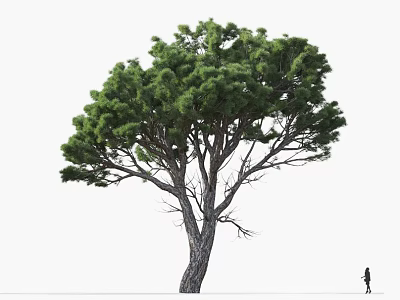 Tall Arbor with Lush Green Foliage Thick Trunk and Human Figure for Scale 3d model