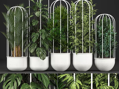 Modern Bonsai Potted Plants in White Metal Cages with Various Green Foliage Species 3d model