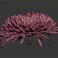 Vibrant Pink Chrysanthemum With Dense Glossy Petals On Dark Background