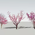 Flowering Trees With Pink Light Pink And Purple Blossoms And Branch Structures