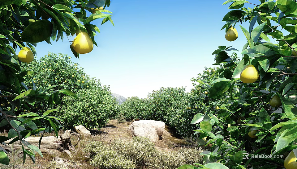 Fruit Trees in Orchard with Green Leaves and Yellow Fruits Under Blue Sky 3d model 