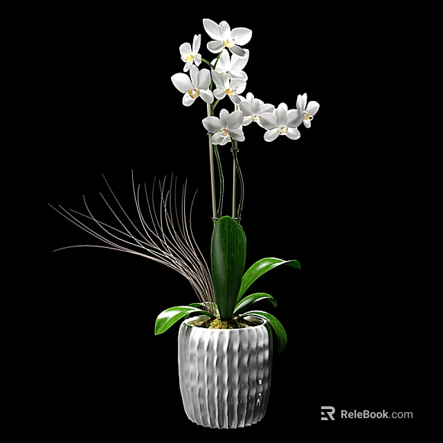 Potted Orchid Plant With White Flowers Green Leaves And White Pot Against Black Background 3d model 