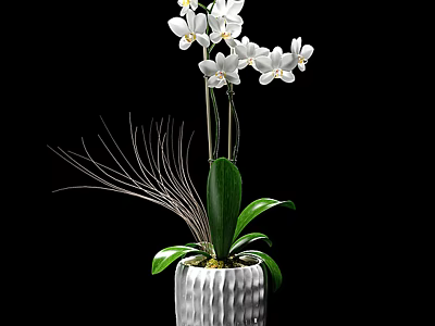 Potted Orchid Plant With White Flowers Green Leaves And White Pot Against Black Background 3d model