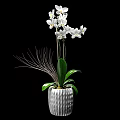 Potted Orchid Plant With White Flowers Green Leaves And White Pot Against Black Background