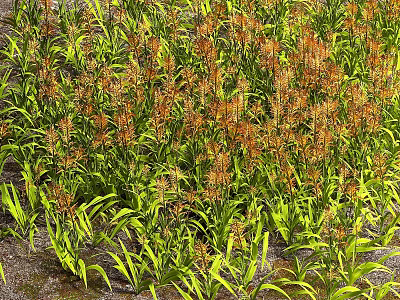 Vibrant Orange Flowers with Lush Green Leaves in Dense Garden Growth 3d model