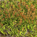 Vibrant Orange Flowers with Lush Green Leaves in Dense Garden Growth