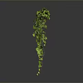Lush Green Hanging Plant With Trailing Vines And Fresh Lush Leaves