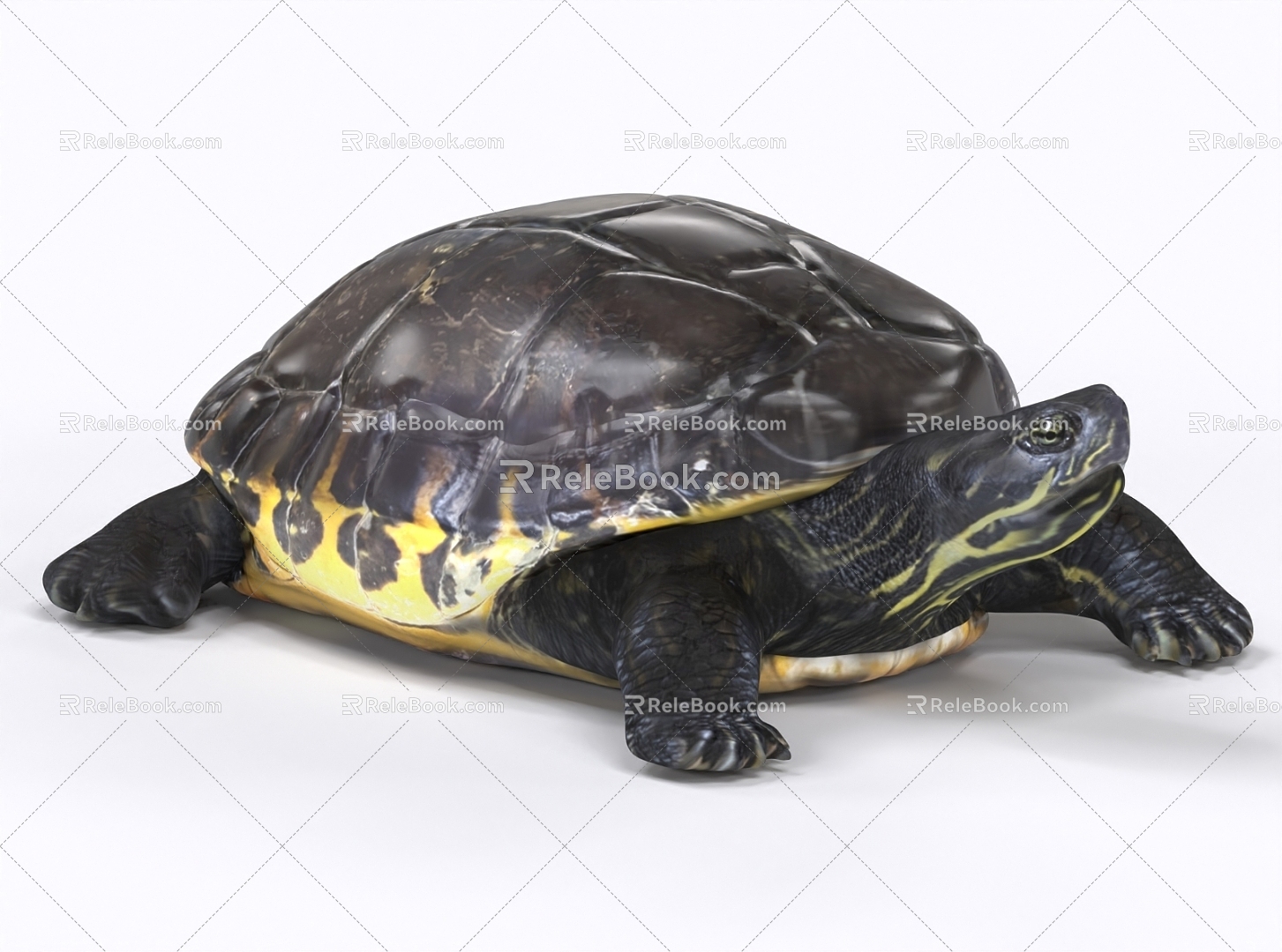 Tortoise Turtle Tortoise 3d model