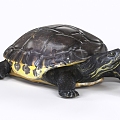 Tortoise Turtle Tortoise 3d model