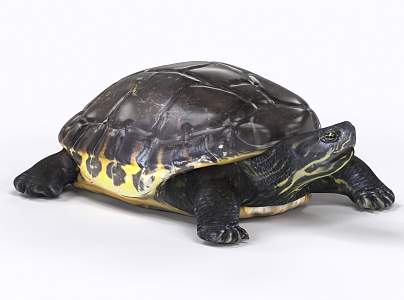 Tortoise Turtle Tortoise 3d model