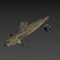 Fish With Spots And Fins Next To Colorful Rubik Cube