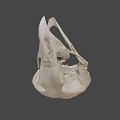 Natural History Collection of Bird Skulls with Detailed Anatomical Features