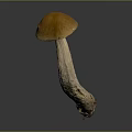 Fresh Natural Brownish Orange Cap Mushroom With White Stem Edible Food