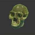 Medical Device Skull Model For Anatomical Teaching And Orthopedic Training